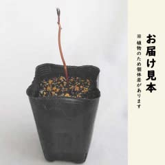 Amazon.co.jp: ヤマアジサイ 鹿野の華 (かののはな) 苗 山アジサイ
